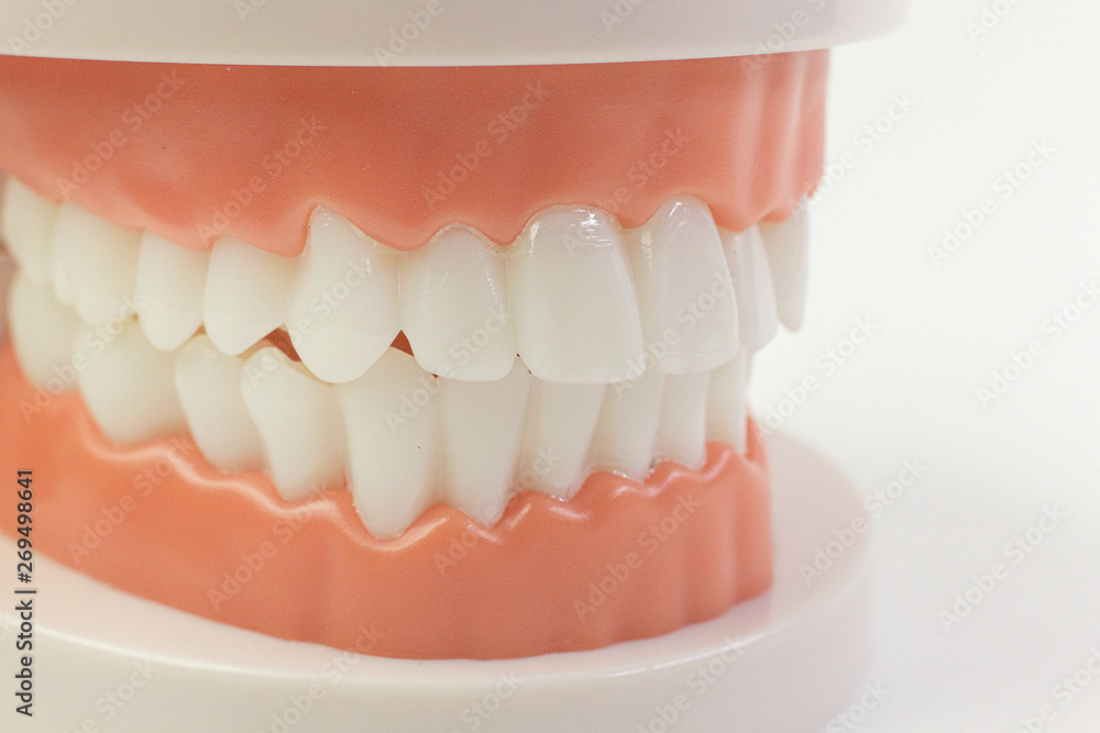 Obraz premium The Tooth model on white background for dental content.