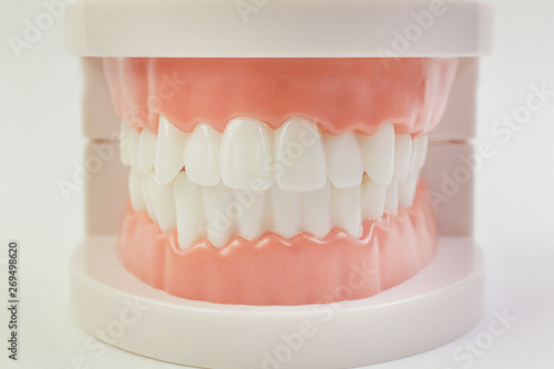 The Tooth model on white background for dental content.