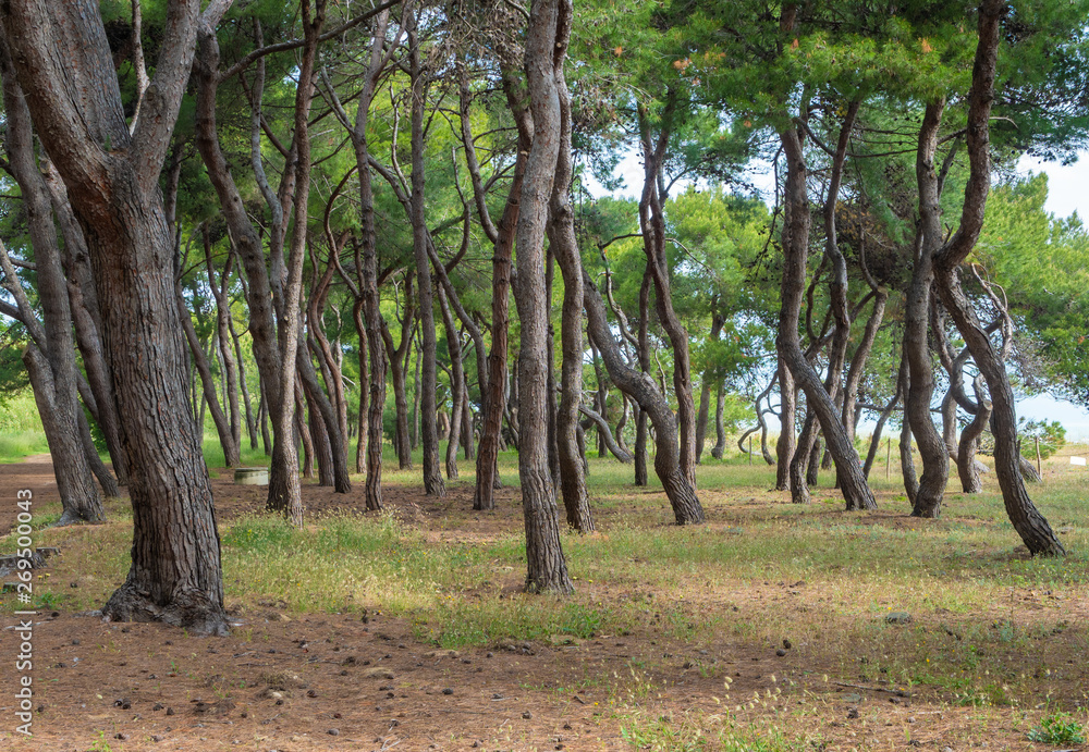 Pineto (Italy) - The touristic sandy beach of Abruzzo with the monumental pine forest and the famous tower castle called Torre di Cerrano