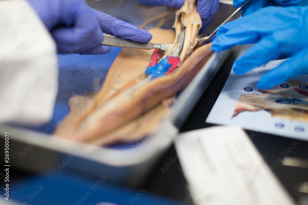 Fototapeta premium Close up of hands dissecting animal