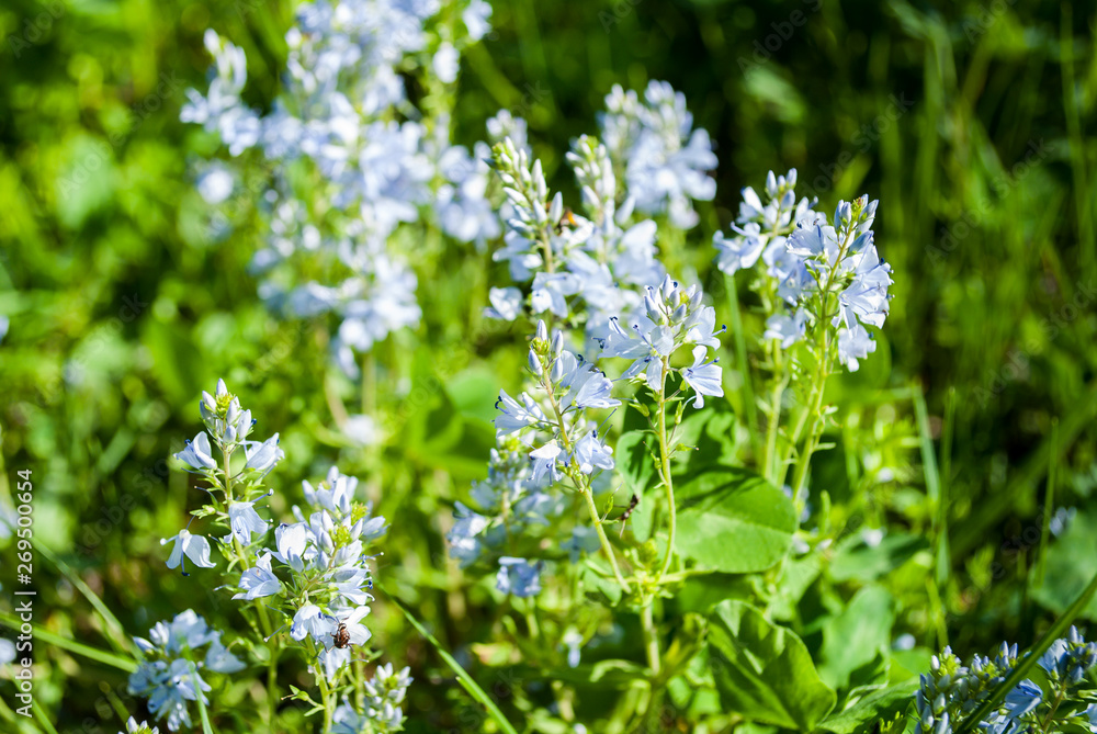 Flowering closeup of wildflowers.