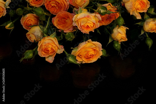  beautiful yellow rose with buds and green leaves on black background