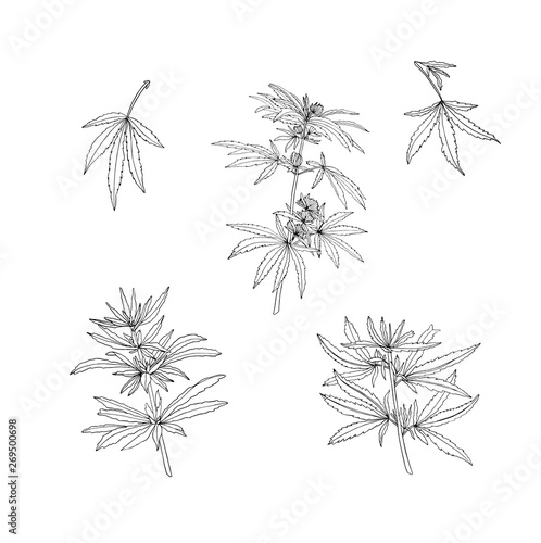 Vector set of green branch of big hemp and leaves