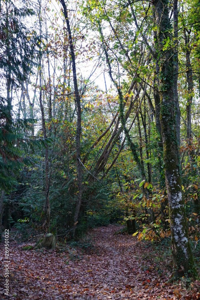 Naklejka premium Forêt Domaniale de Vouillé-Saint-Hilaire