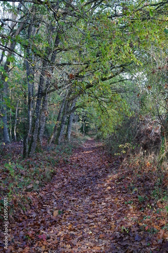 Wallpaper Mural Forêt Domaniale de Vouillé-Saint-Hilaire Torontodigital.ca
