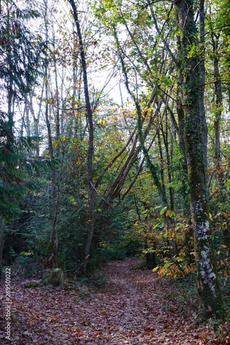 Forêt Domaniale de Vouillé-Saint-Hilaire