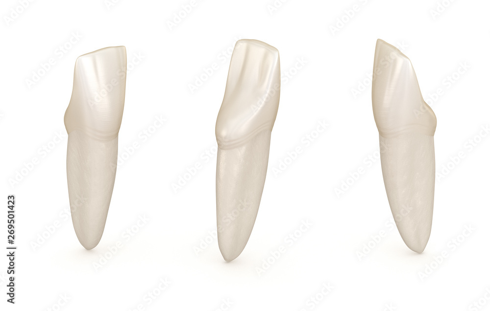 Dental anatomy - mandibular central incisor tooth. Medically accurate dental 3D illustration Dental anatomy - mandibular central incisor tooth. Medically accurate dental 3D illustration