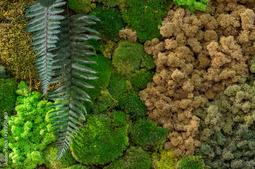 different stabilized moss close up