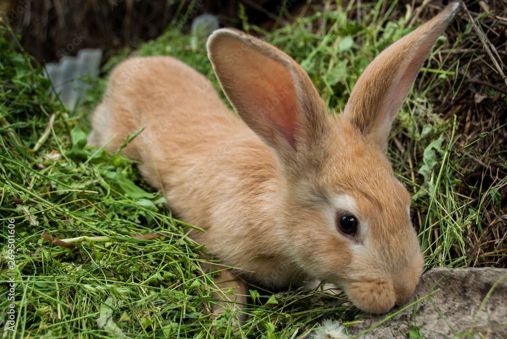 The red rabbit is sitting on the green grass.