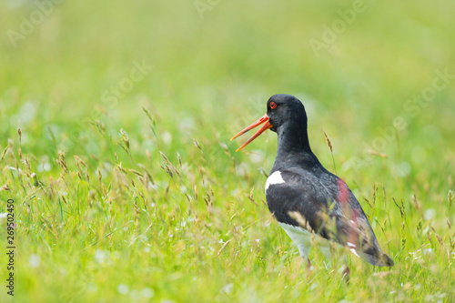 Eurasian Oystercatcher in nature