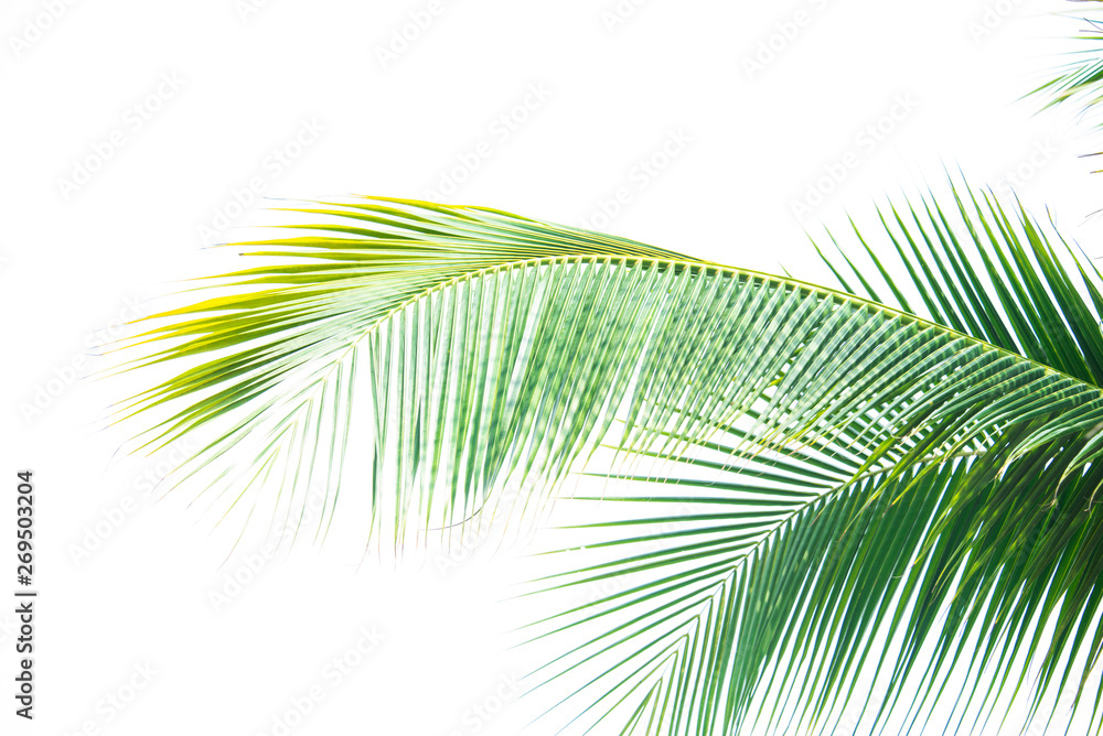 Detail of coconut trees with soft light background or vintage style. Detail of coconut trees with soft light background or vintage style.