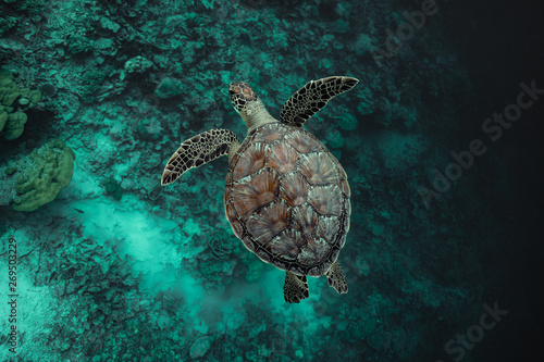 Green sea turtle crusing the great blues.
