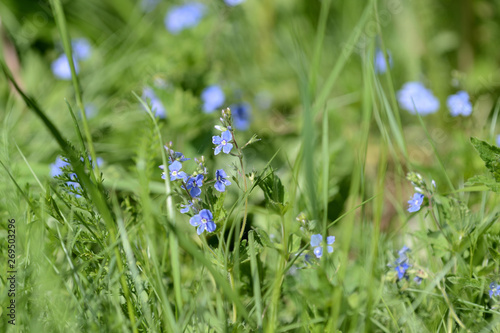 Beautiful blue flowers of germander speedwell (Veronica Chamaedrys) in the forest on a sunny day close up