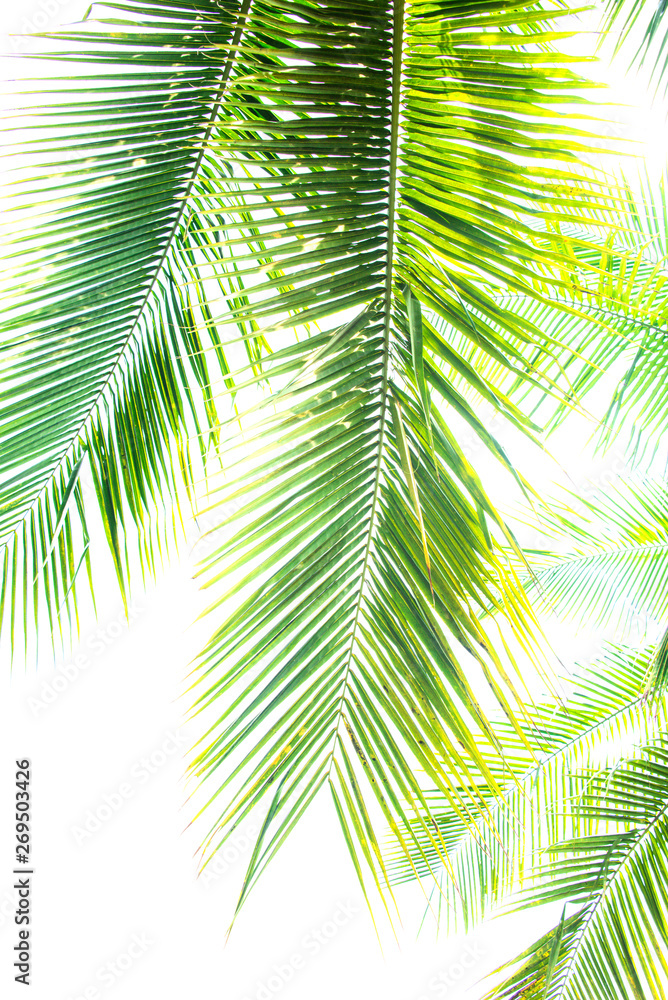 Obraz premium Detail of coconut trees with soft light background or vintage style.