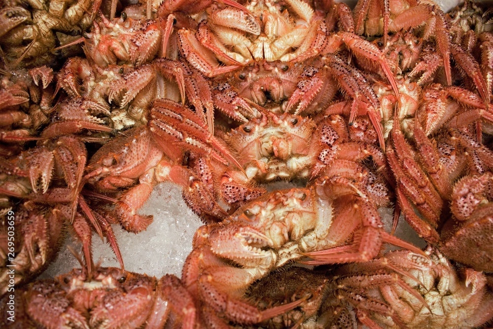 Fresh crabs at Tsukiji fish market in central Tokyo, Japan Fresh crabs at Tsukiji fish market in central Tokyo, Japan