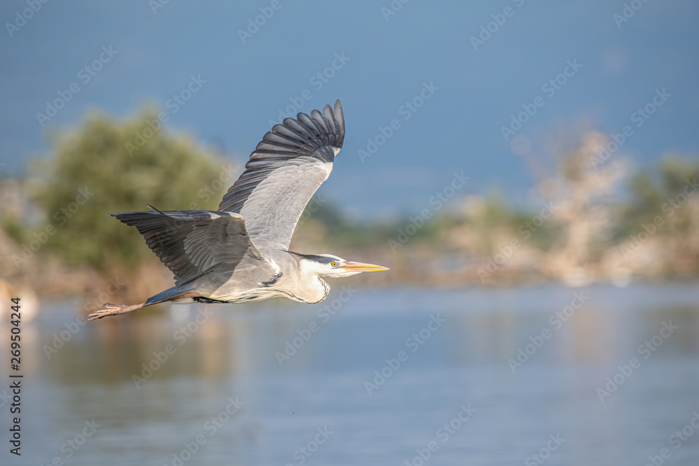 Grey heron (Ardea cinerea) in flight against blue sky Grey heron (Ardea cinerea) in flight against blue sky