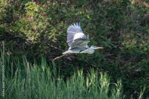 Grey heron (Ardea cinerea) in flight against blue sky