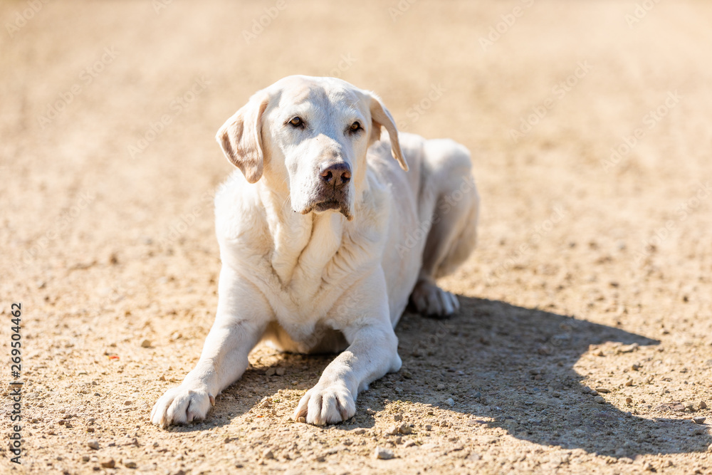 Labrador is playing on a path