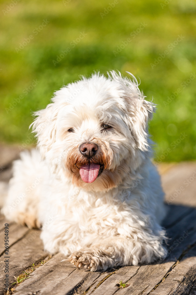 Coton de Tulear lying outdoors in the sun