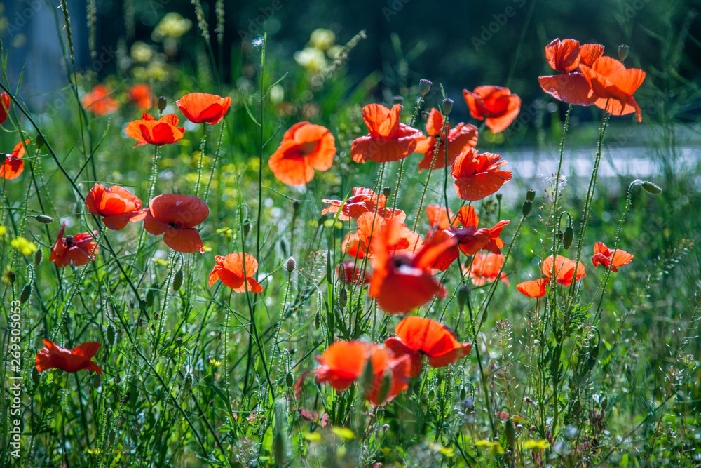 Fototapeta premium poppy field of red poppies