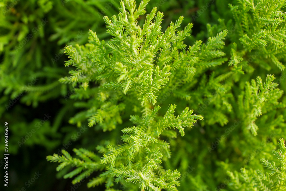 bright green conifer needles on a branch close up on a blurred background of a bush