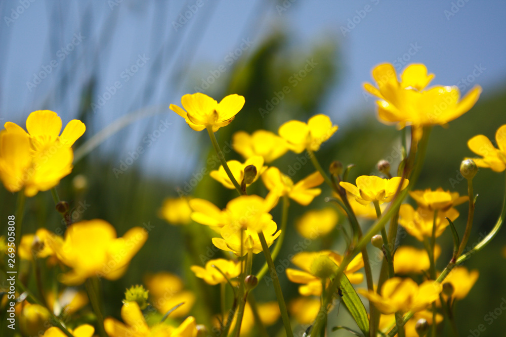 yellow and flowers yellow and flowers