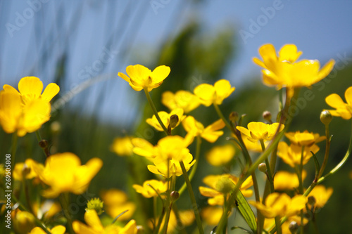 yellow and flowers