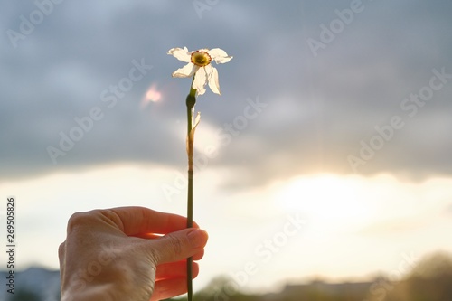 Single flower withered white daffodil in hand of woman, dramatic evening sunset sky with clouds photo