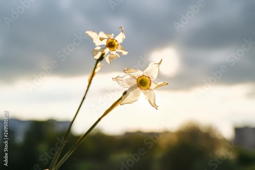 Fototapeta Naklejka Na Ścianę i Meble -  Two withered flowers of white daffodil in hand woman, dramatic evening sunset sky with clouds