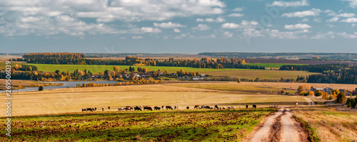 The dirt road to the village across the field on which cows are grazed, a panorama from several frames, Mari El, Russia