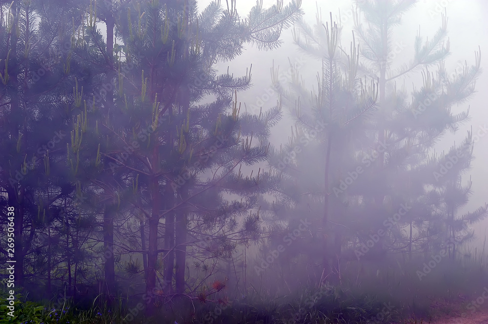 Obraz premium trees in the fog in the forest in summer