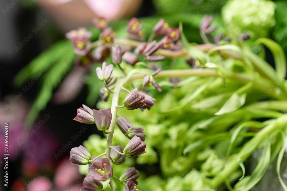 Close-up flowers of Fritillaria. Flower shop concept. Refrigerator showcases. Abstract background of floral. Flowers composition. Close-up flowers of Fritillaria. Flower shop concept. Refrigerator showcases. Abstract background of floral. Flowers composition.