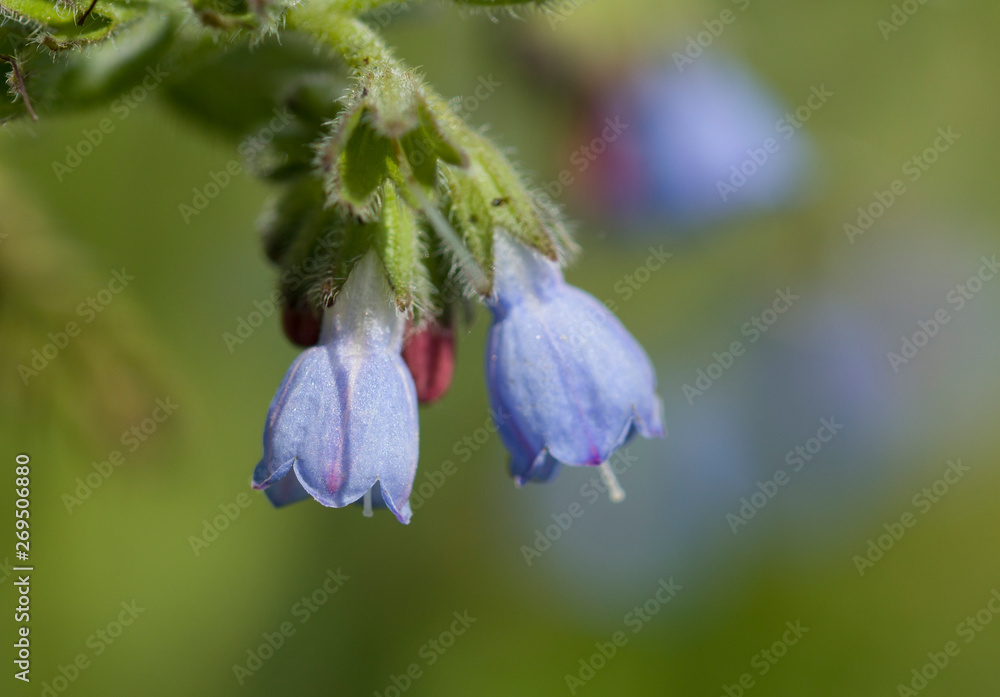  Natural background of beautiful little blue flowers
