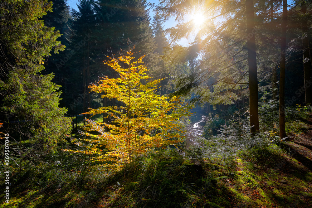 The sun's rays make their way through the foliage of the autumn forest.