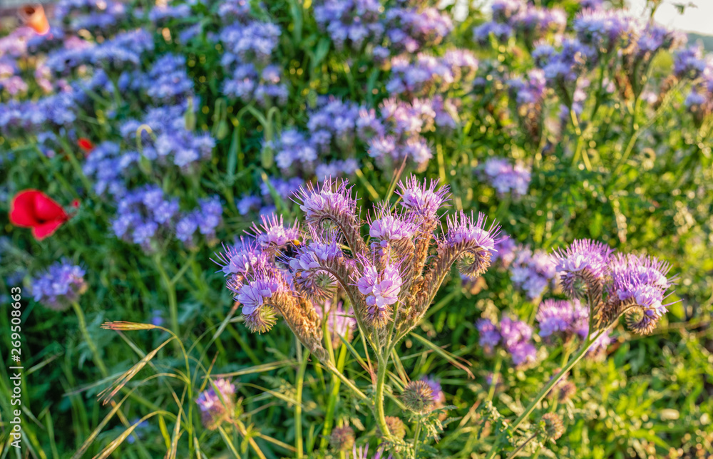 Obraz premium field of purple flowers