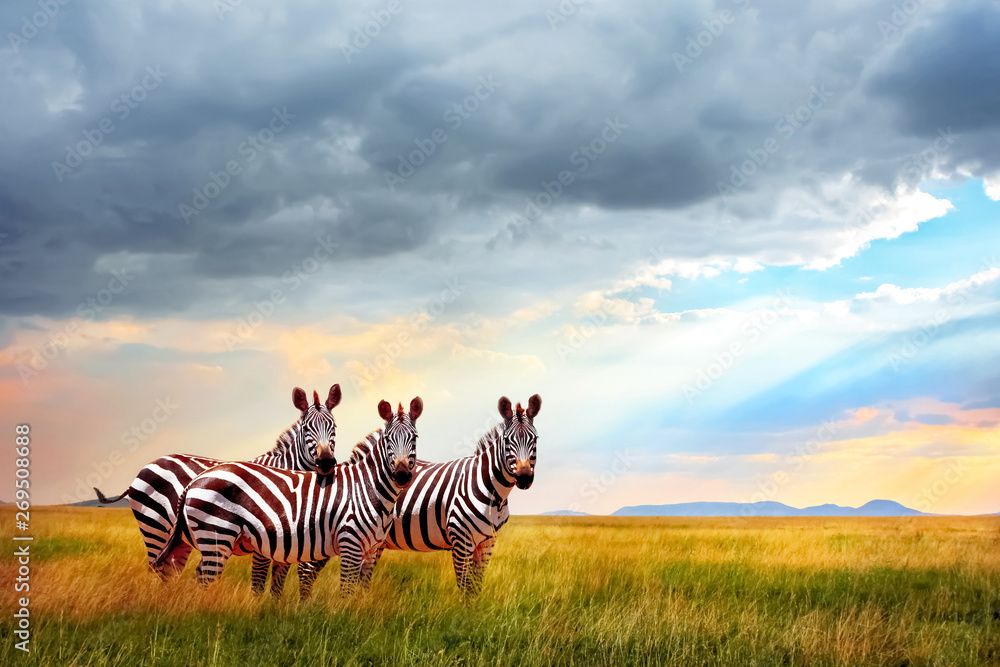Group of zebras in the African savanna against the beautiful sky with clouds at sunset. Free space for text. - obrazy, fototapety, plakaty 