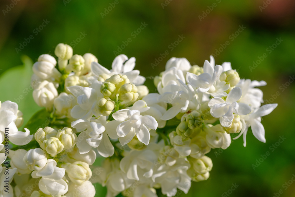 Makro weißer Flieder (Syringa vulgaris)