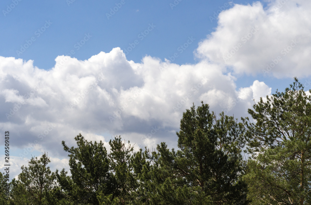Green forest and white clouds in the blue sky Green forest and white clouds in the blue sky