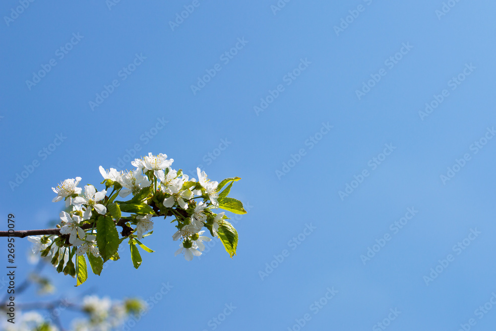 Close up of Plum flowers blooming in spring. Blossom flowers isolated with blurred blue background. Soft selective focus. Close up of Plum flowers blooming in spring. Blossom flowers isolated with blurred blue background. Soft selective focus.