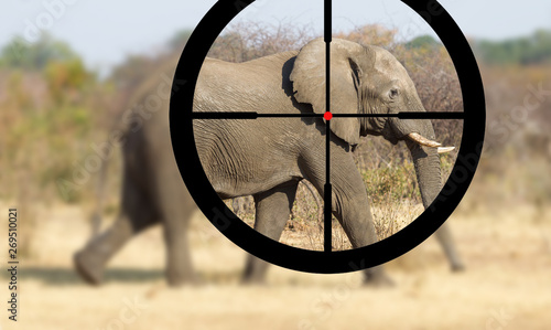 Hunting: African elephant in it's natural habitat