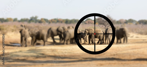 Hunting: African elephant in it's natural habitat