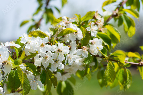 Blossom cherry branch  beautiful spring flowers for vintage background. Soft selective focus.