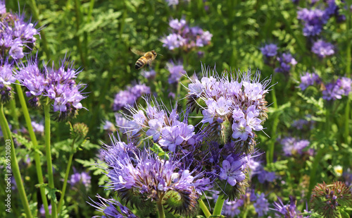 flying honey bee in a blue blooming phacelia field photo