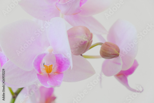 Fototapeta Naklejka Na Ścianę i Meble -  pink orchid flower closeup at airy atmosphere