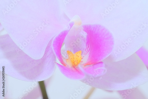 pink orchid flower closeup at airy atmosphere