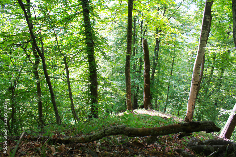 Fototapeta premium trees in the forest