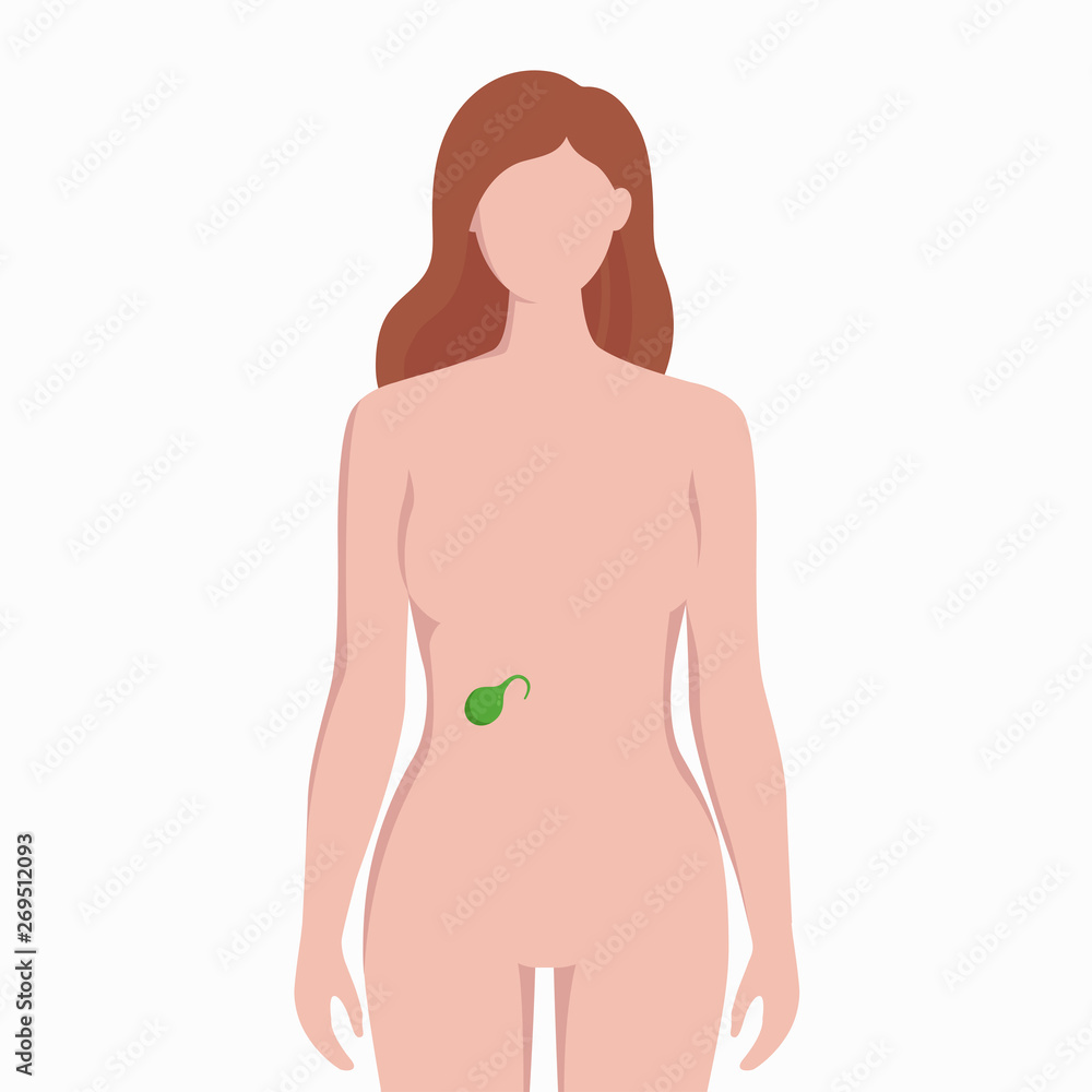 Fototapeta premium Gallbladder on woman body silhouette vector medical illustration isolated on white background. Human inner organ placed in bady infographic elements in flat design.