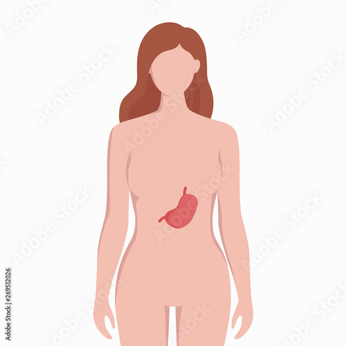 Stomach on woman body silhouette vector medical illustration isolated on white background. Human inner organ placed in bady infographic elements in flat design.