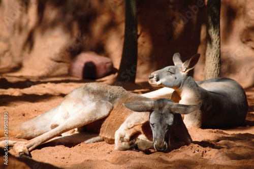 Lazy small Kangaroo is resting in the Australian sun 