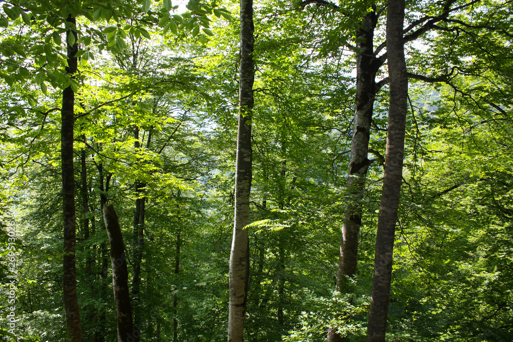Fototapeta premium trees in the forest
